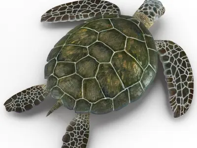  Sea Turtle Rigged for Cinema 4D 