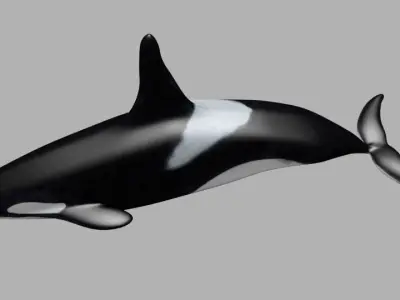 Killer Whale Animate and Rigged Low-poly 3D model