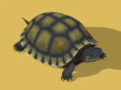 Chinese Pond Turtle 3D model