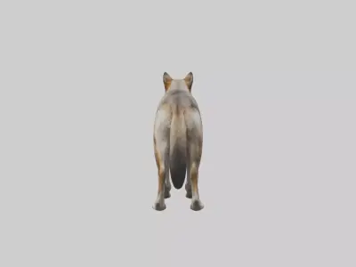 Indian Wolf Low-poly 3D model