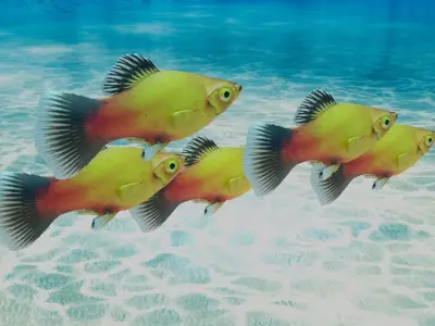 Platy Fish Free 3D model