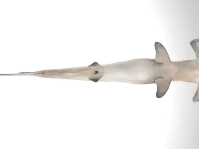 Hammerhead Shark RIGGED 3D model