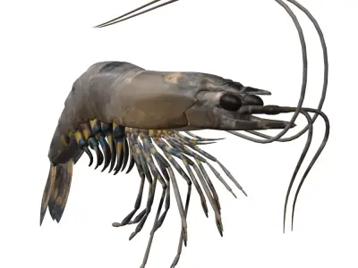 Shrimp 3D model get