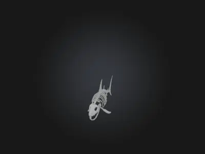 Realistic Shark Skeleton Model Low-poly 3D model