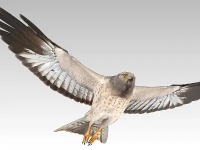 HenHarrier 3D model