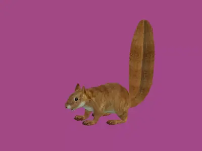 squrrel lowpoly 3d model 3D model purchase