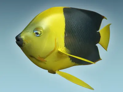 Angle Fish 18 3D model