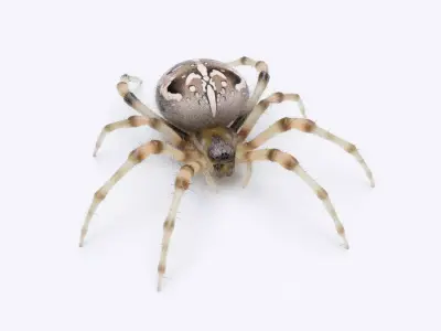 Garden Spider Low-poly 3D model buy