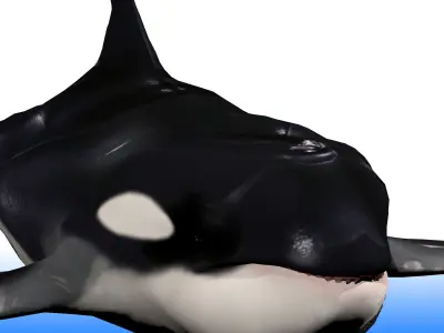 Killer Whale Rig 3D model