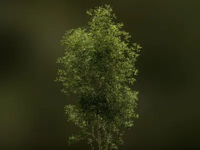 European Beech 01 3D Scanned Animated 3D model
