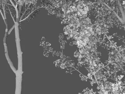  Cherry-tree flowering Cerasus 03 