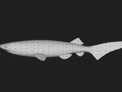 Shark Low-poly 3D model 13