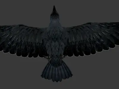 crow bird  Low-poly 3D model