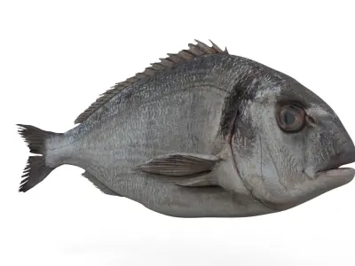 Gilt-head bream 3D model