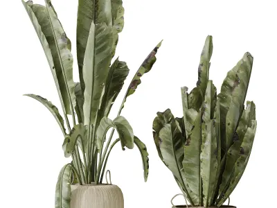 AV Indoor plants set 205 Ravenala Banana Nicolai 3D model