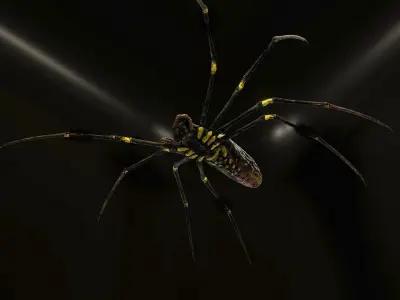 Trichonephila - Golden Silk Orb-weaver Low-poly 3D model