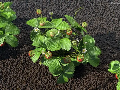 Strawberry Plant with Ripe and Green Fruits 3D model