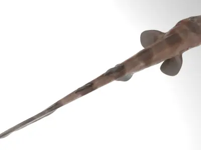 Blotchy Swell Shark 3D model
