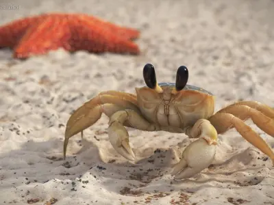  Ghost Crab Crustacean Fur 