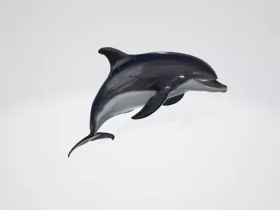 Dolphin 3D model purchase