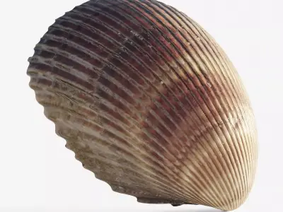 Scanned seashell Low-poly 3D model purchase