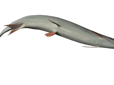 Trout rainbow Low-poly 3D model