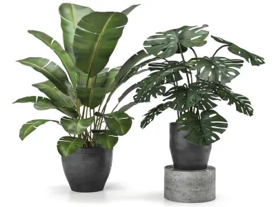 plant collection 5 two potted plants 3D model
