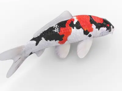 3D Koi fish 5 Animated 3D model