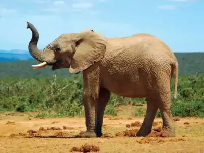 ELEPHANT  MODEL 3D 3D model
