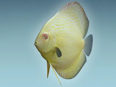 Discus Fish 9 3D model
