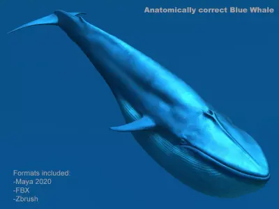 Blue Whale 3D model order