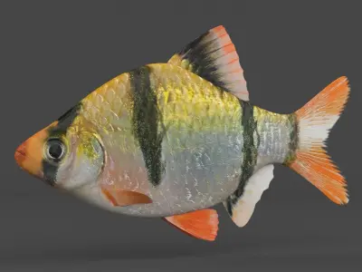 Tiger Barb Fish 3D model buy