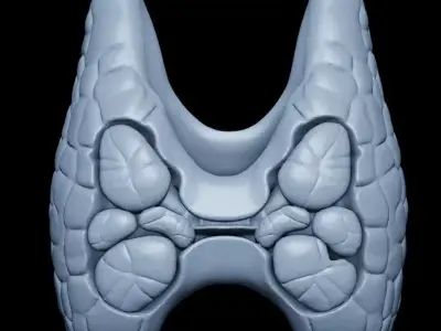 Thyroid and Parathyroid Glands Posterior View 3D Model 3D print model