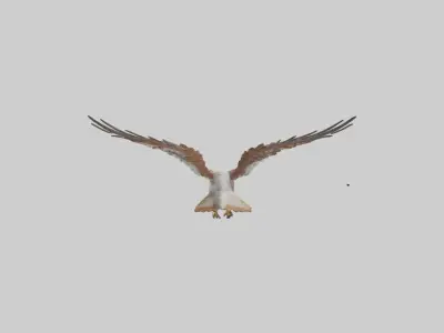 Falcon flying model 3D model