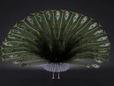 Peacock 3D model get