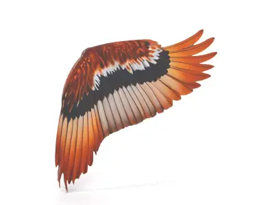 Majestic Brown Feathered Wing model pack Low-poly 3D model