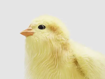 Hen Chick 3D model