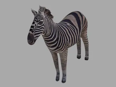 Zebra OBJ  and BLEND 3D model