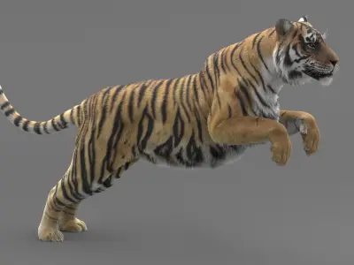  Tiger Rigged Maya 