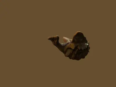 tropical insect bug Low-poly 3D model