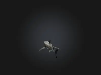 Realistic Shark Model Low-poly 3D model