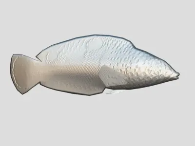Clown Coris Low-poly 3D model