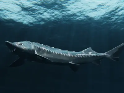 Sturgeon Freshwater Fish Low-poly 3D model
