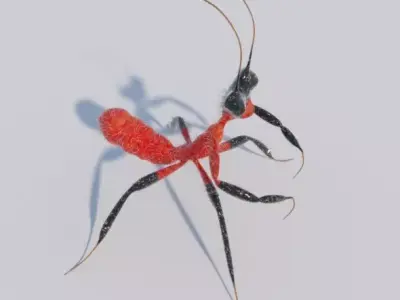 Kung Fu Mantis 3D model