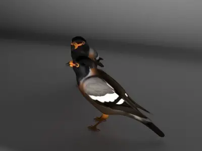 Myna Bird 3D model