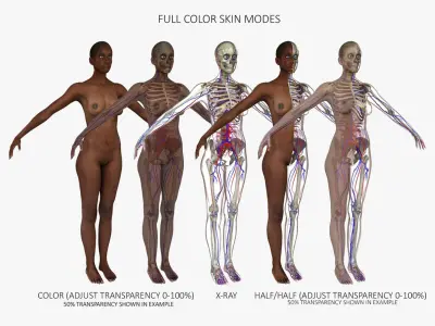 Ultimate Complete African American Anatomy 3D model purchase 3D model