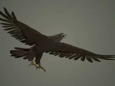 eagle bird animal  nature feather wing fly flying 3D model