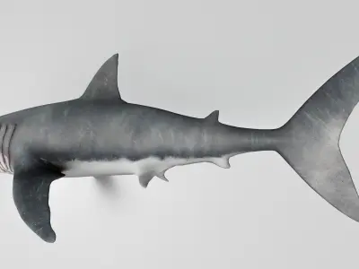 Great White Shark 3D model purchase