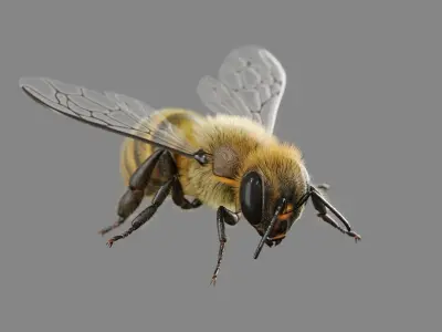 Bee 3D model 3D model