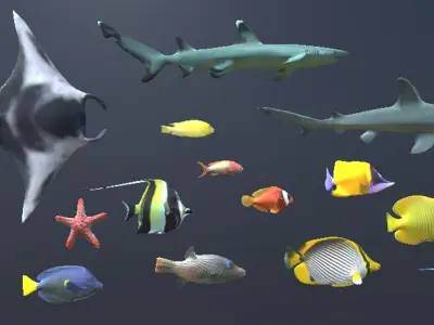 Coral Fish Pack 3D model